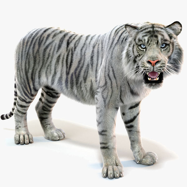 White Sumatran Tiger 3D Model Rigged Fur