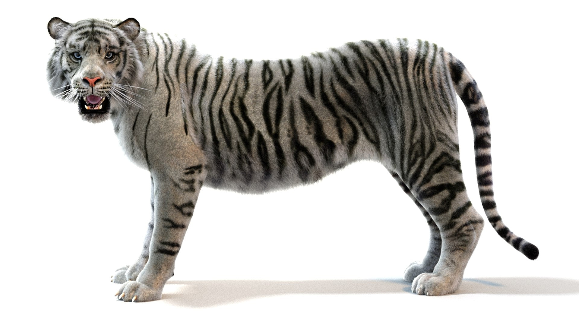 Realistic White Sumatran Tiger 3D Model with Fur