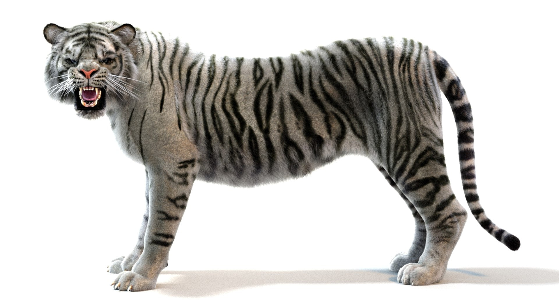Rigged White Sumatran Tiger 3D Model with Fur