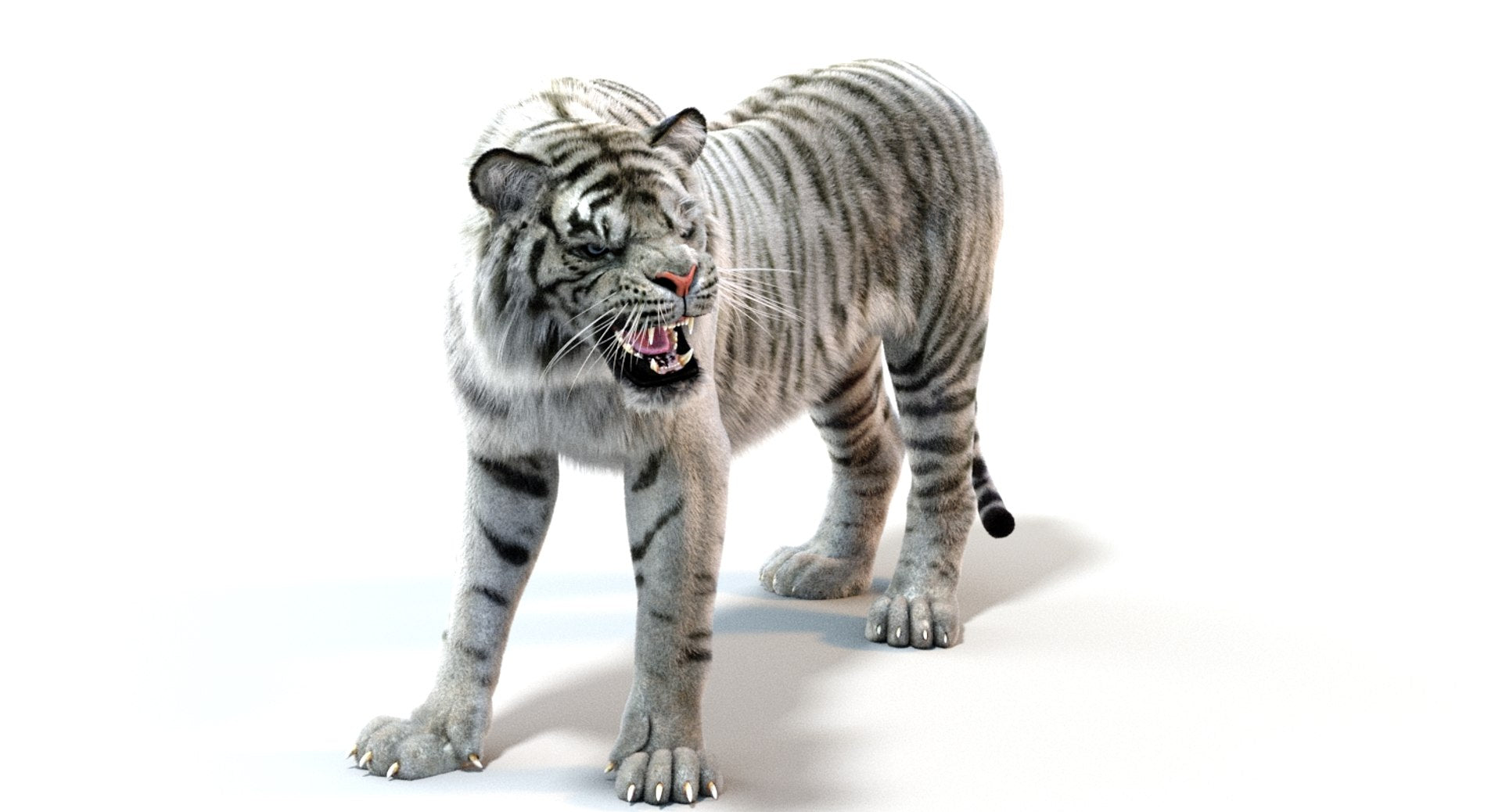 Rigged White Sumatran Tiger 3D Model with Fur