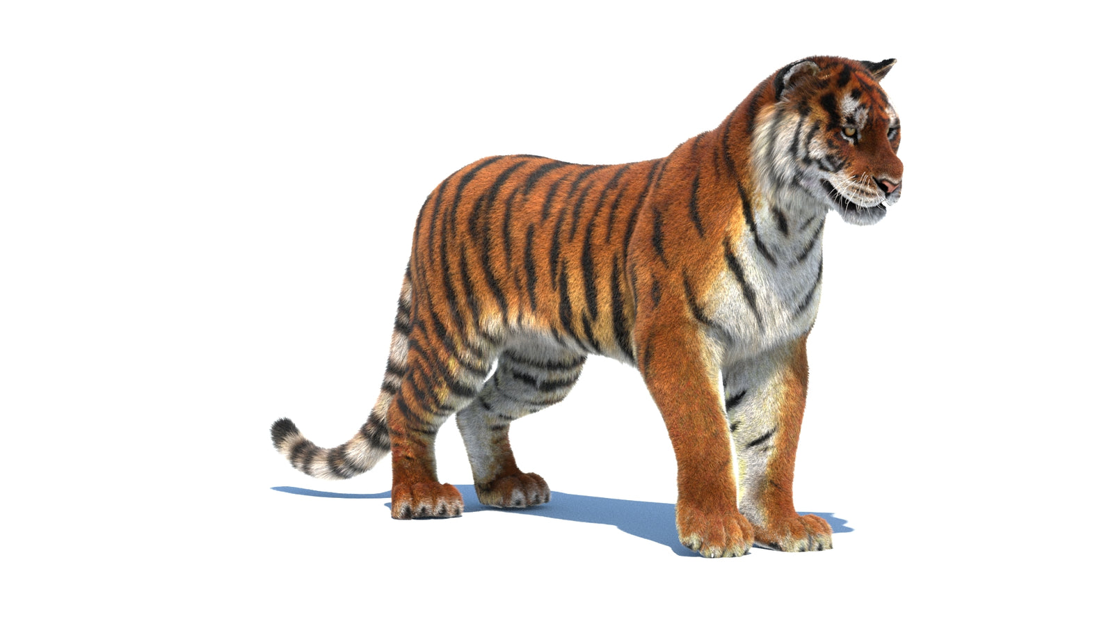 Rigged Tiger 3D Model Fur 360° view 1 frame 4