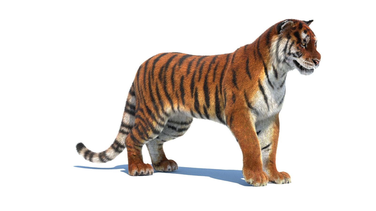 Rigged Tiger 3D Model Fur 360° view 1 frame 5