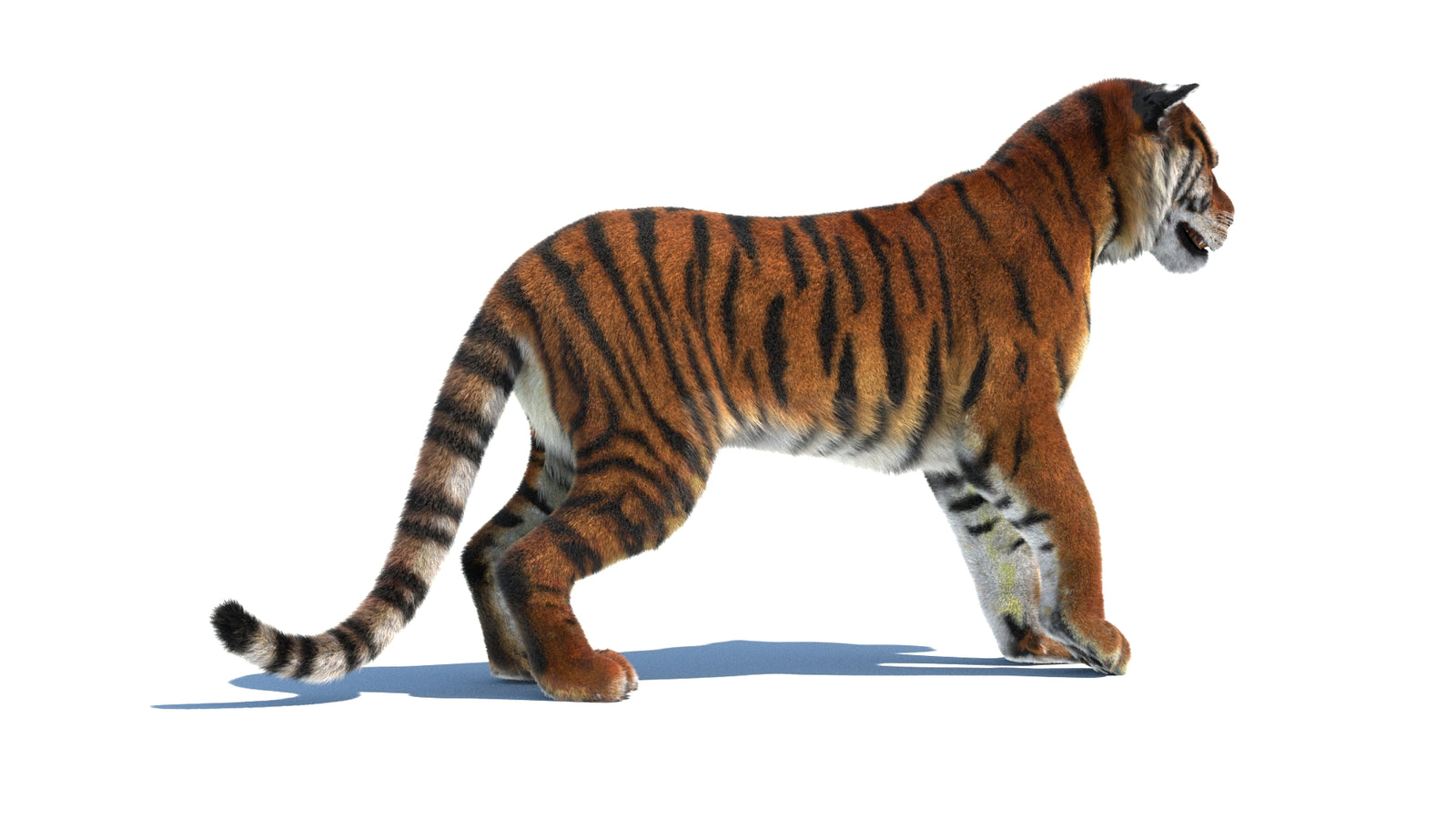 Rigged Tiger 3D Model Fur 360° view 1 frame 11