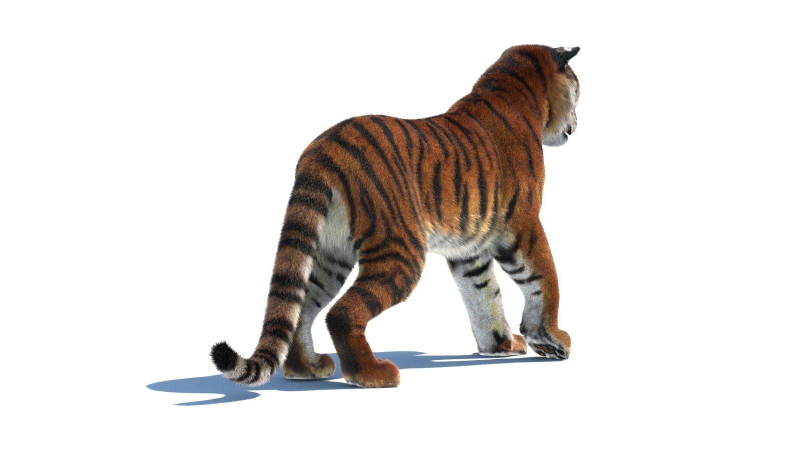 Rigged Tiger 3D Model Fur 360° view 1 frame 14