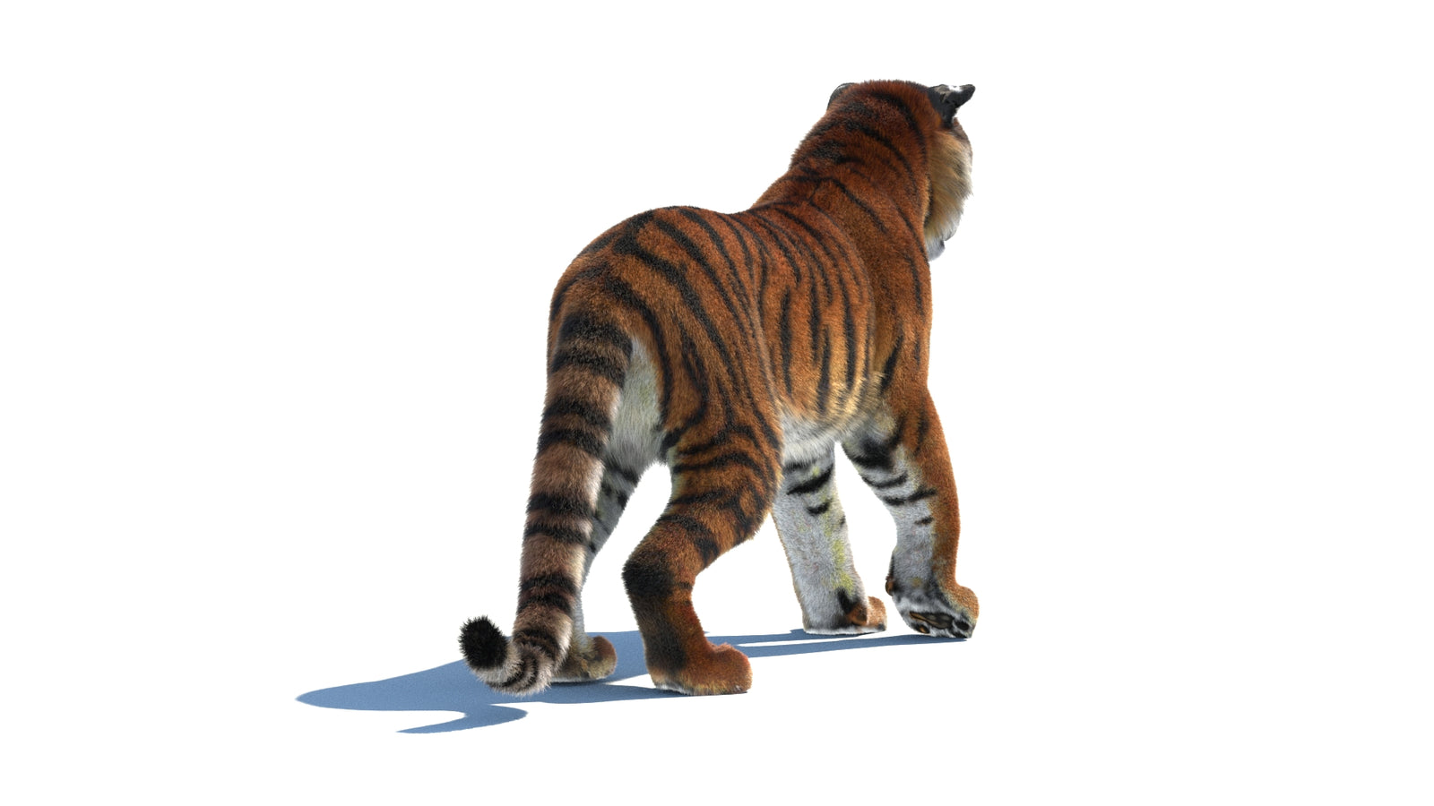 Rigged Tiger 3D Model Fur 360° view 1 frame 15