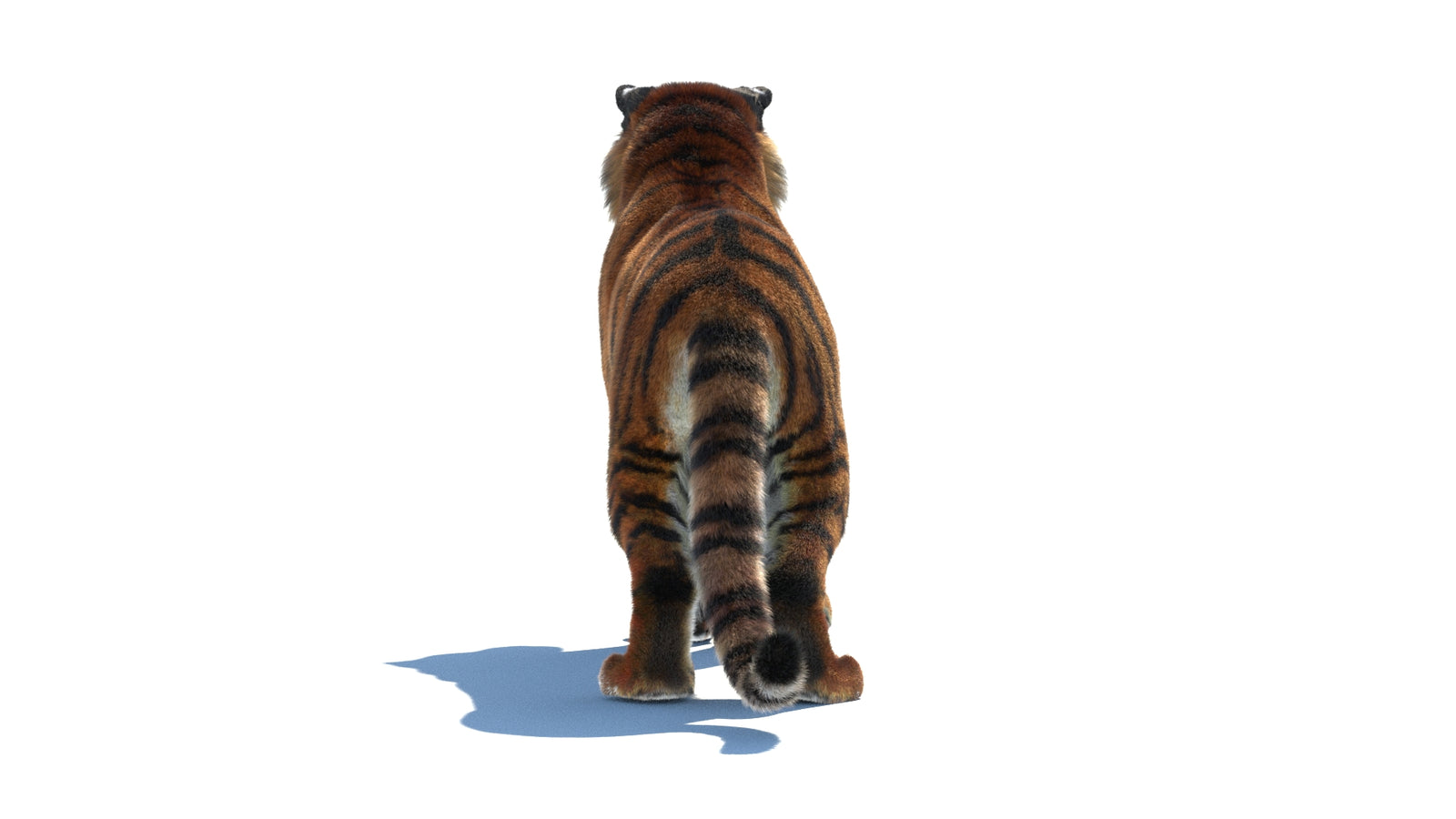 Rigged Tiger 3D Model Fur 360° view 1 frame 18