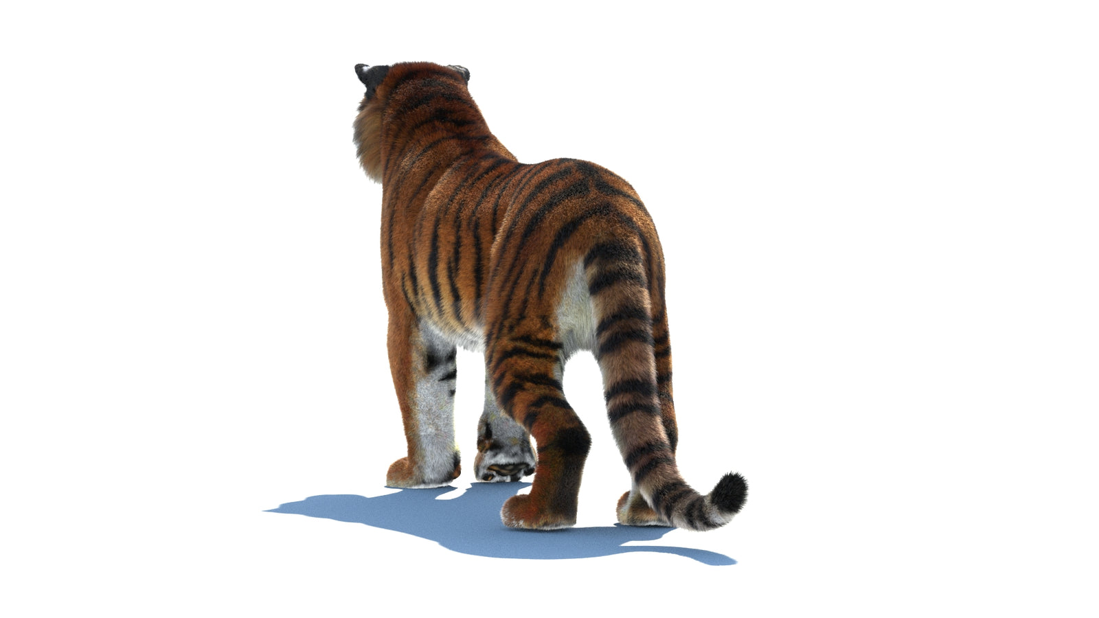 Rigged Tiger 3D Model Fur 360° view 1 frame 20
