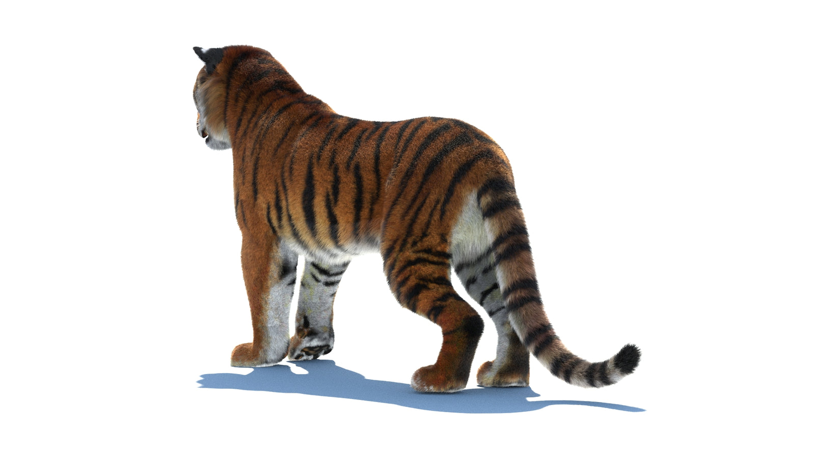 Rigged Tiger 3D Model Fur 360° view 1 frame 22