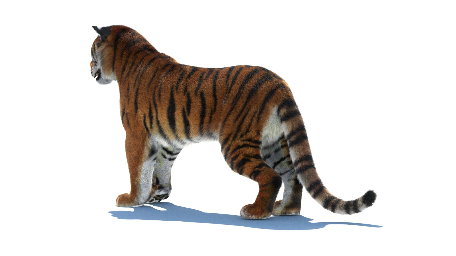 Rigged Tiger 3D Model Fur 360° view 1 frame 23