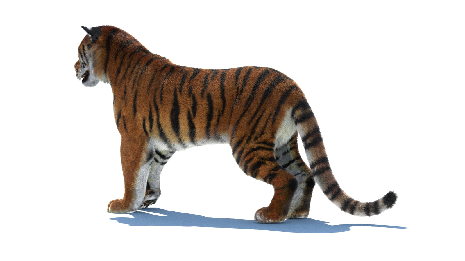Rigged Tiger 3D Model Fur 360° view 1 frame 24