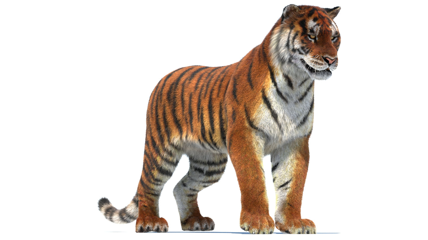 Rigged Tiger 3D Model Fur