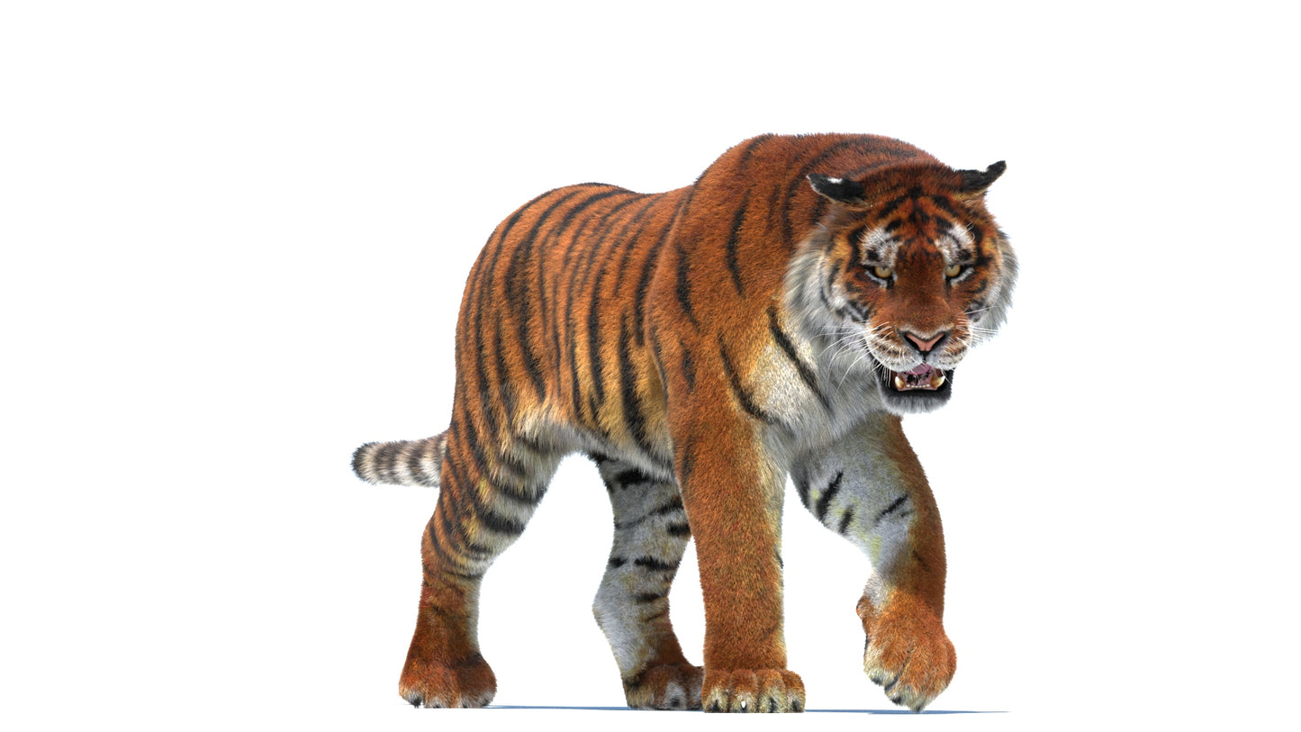 Rigged Tiger 3D Model Fur