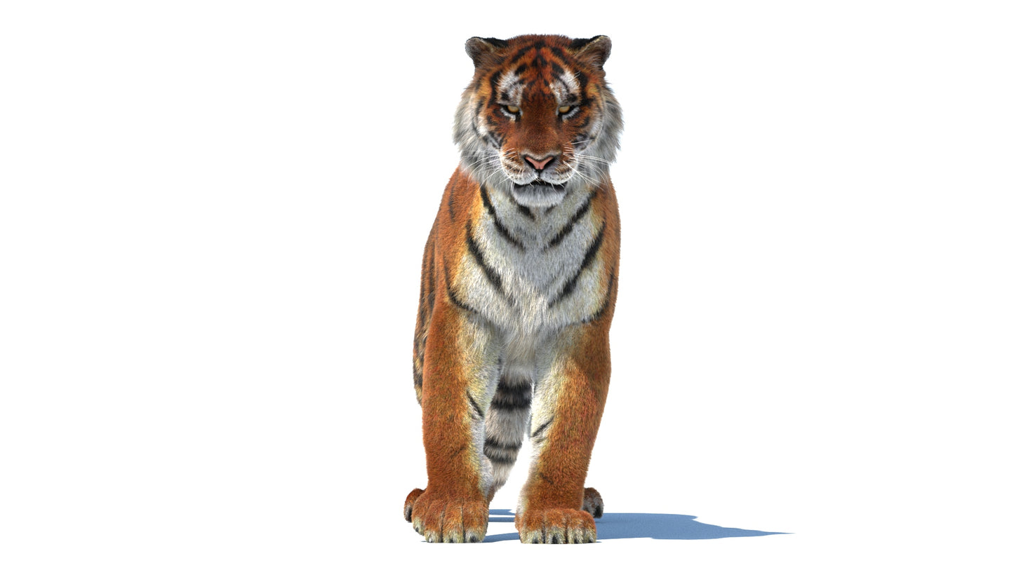 Rigged Tiger 3D Model Fur