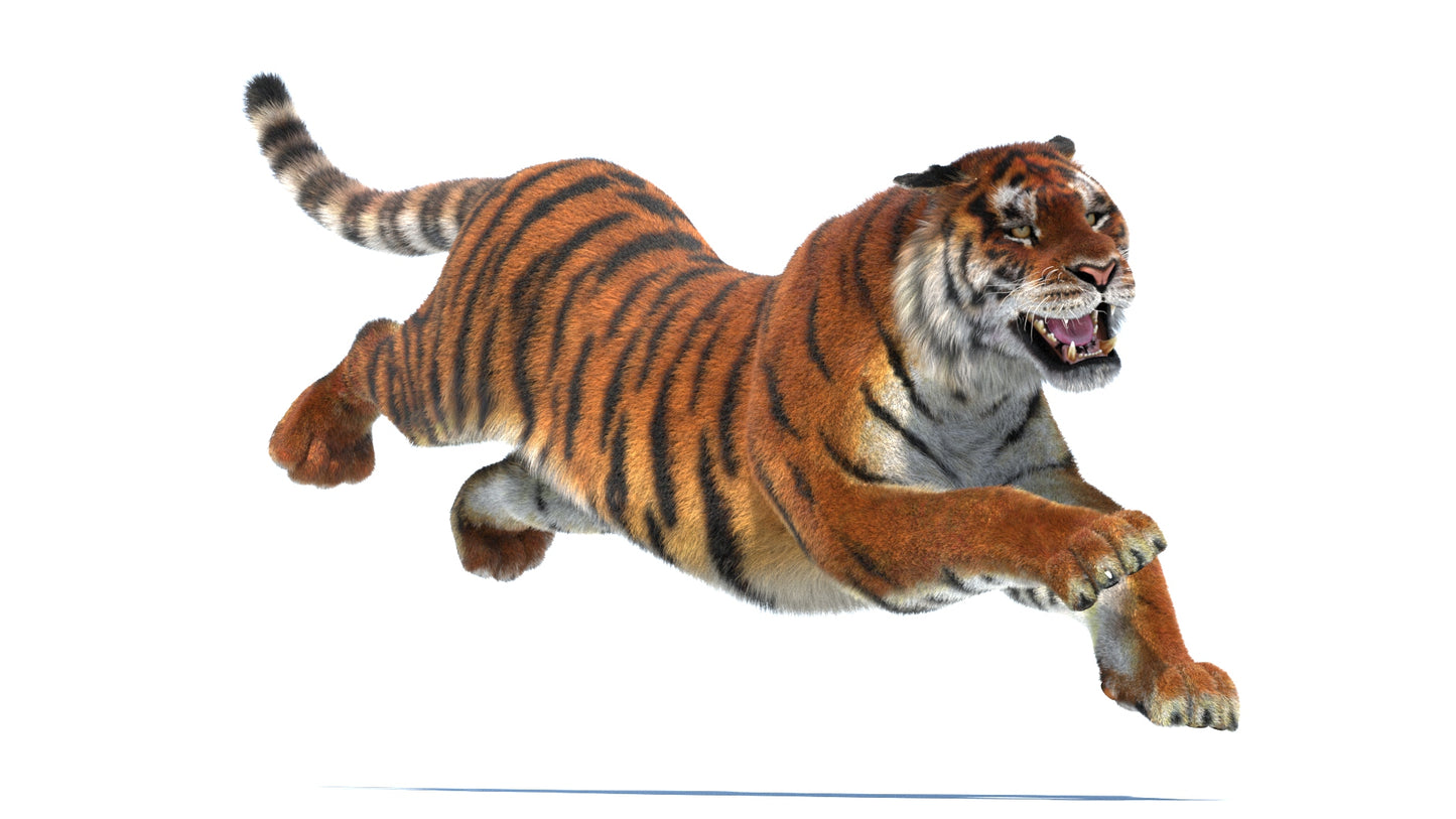 Rigged Tiger 3D Model Fur