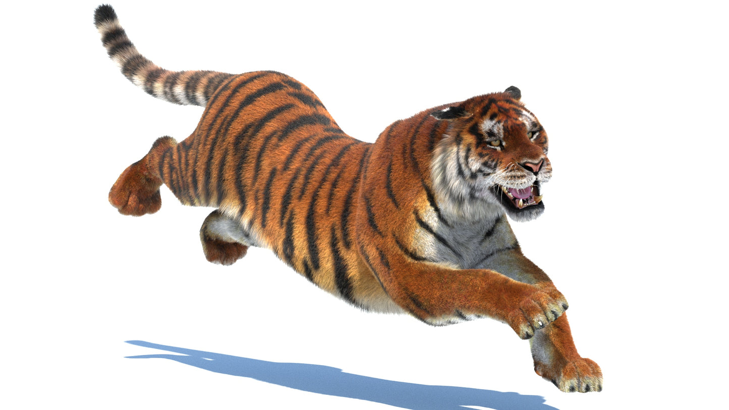 Rigged Tiger 3D Model Fur