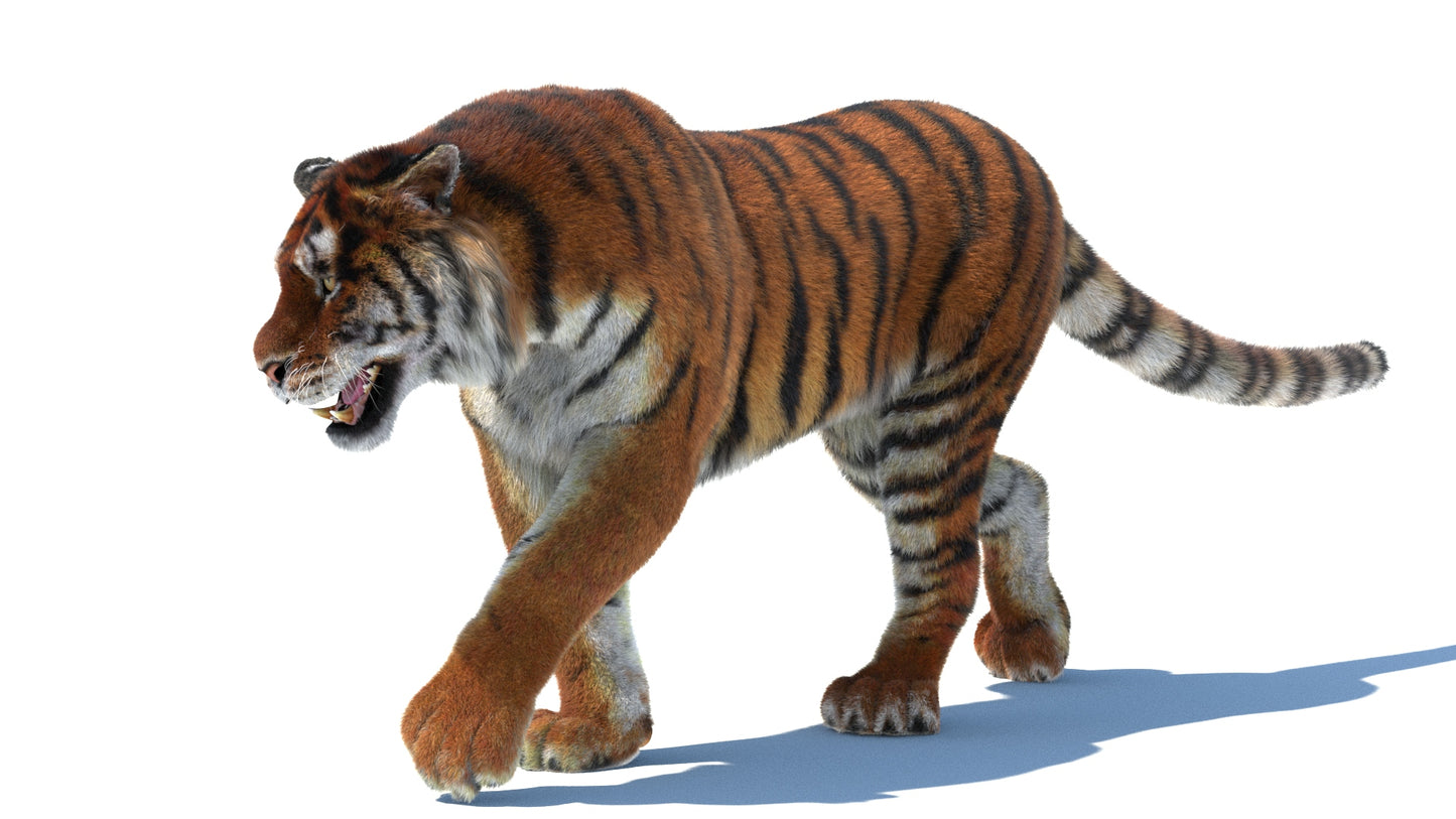 Rigged Tiger 3D Model Fur