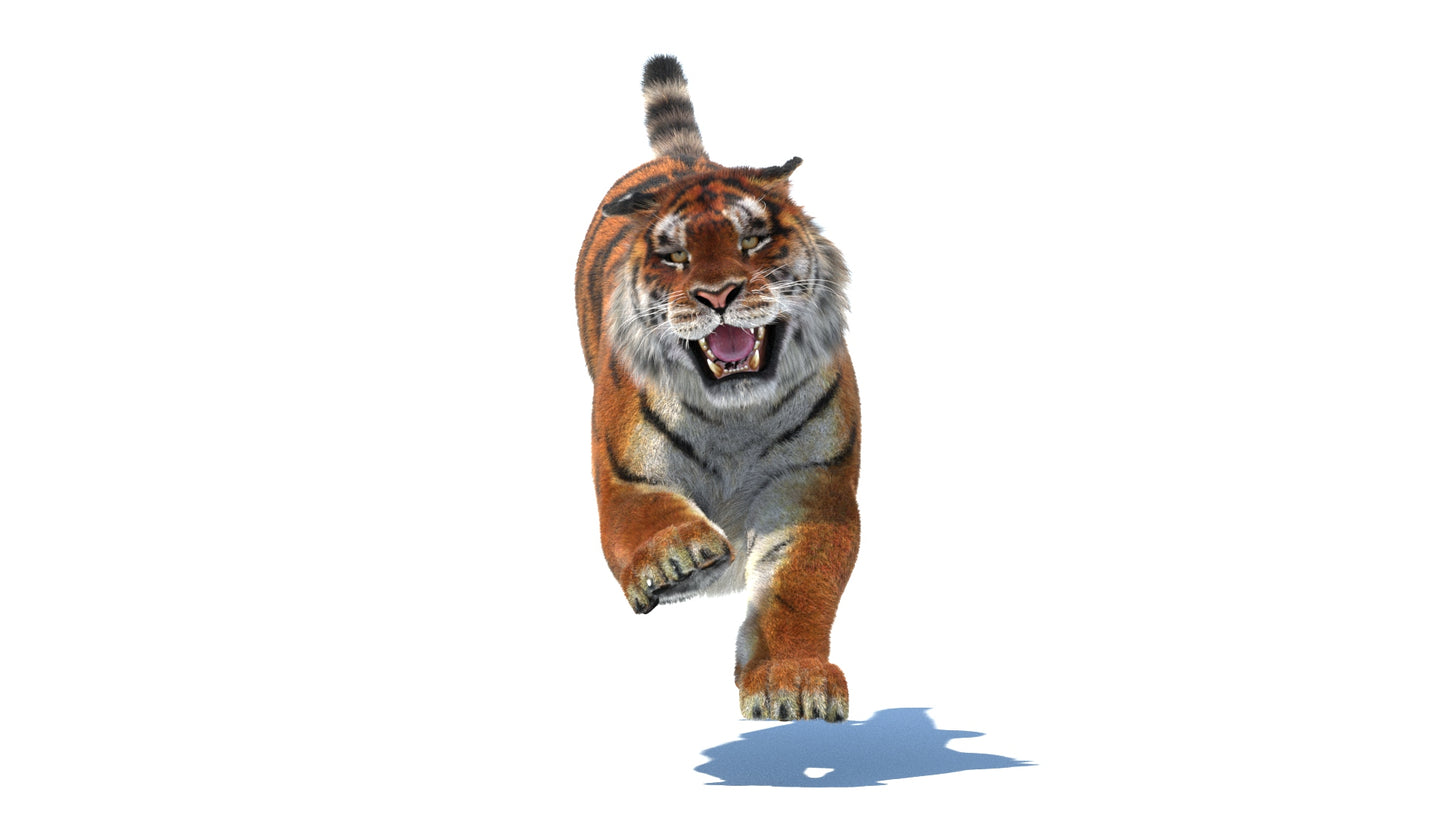 Rigged Tiger 3D Model Fur