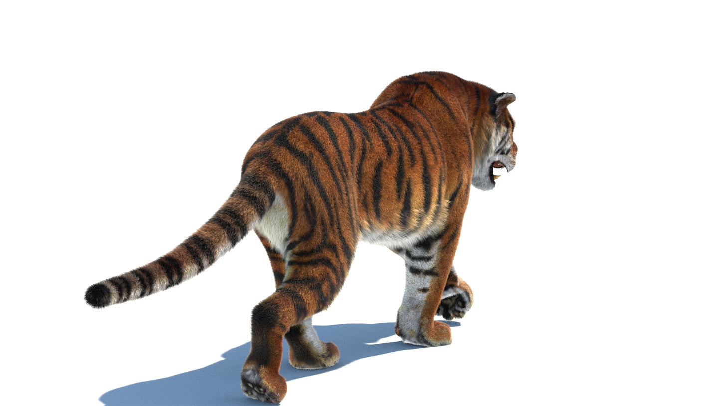 Rigged Tiger 3D Model Fur