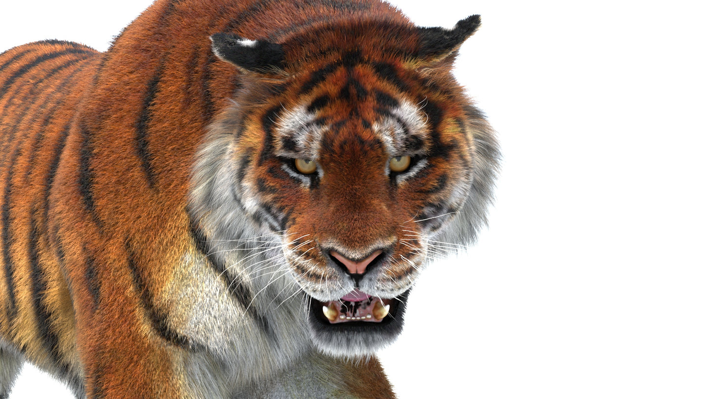 Rigged Tiger 3D Model Fur