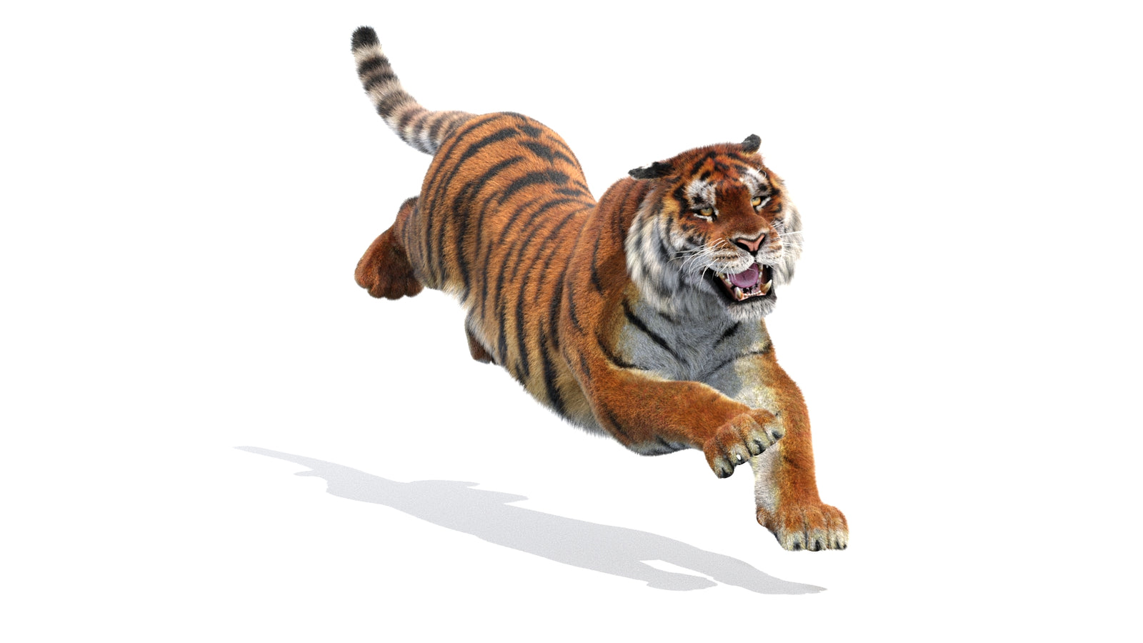 Rigged Tiger 3D Model Fur 360° view 3 frame 2