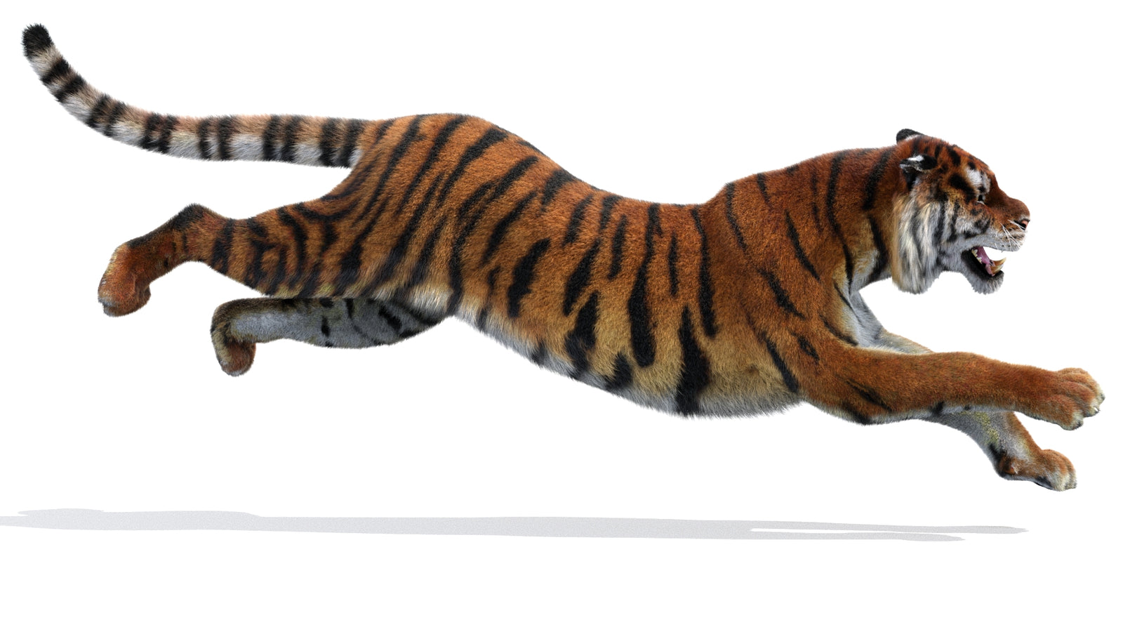 Rigged Tiger 3D Model Fur 360° view 3 frame 8