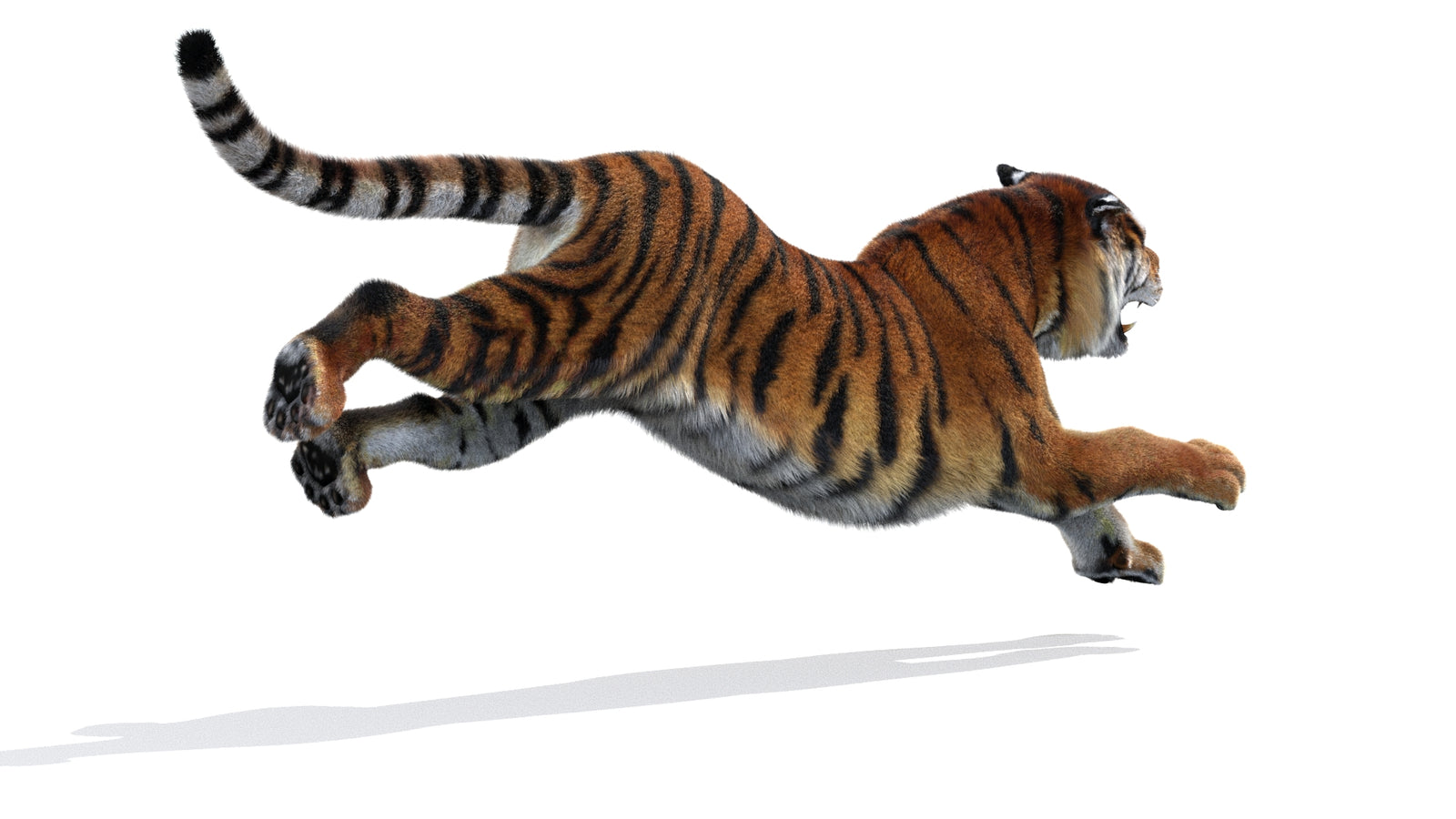Rigged Tiger 3D Model Fur 360° view 3 frame 13
