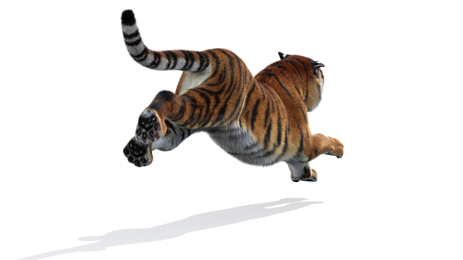 Rigged Tiger 3D Model Fur 360° view 3 frame 15
