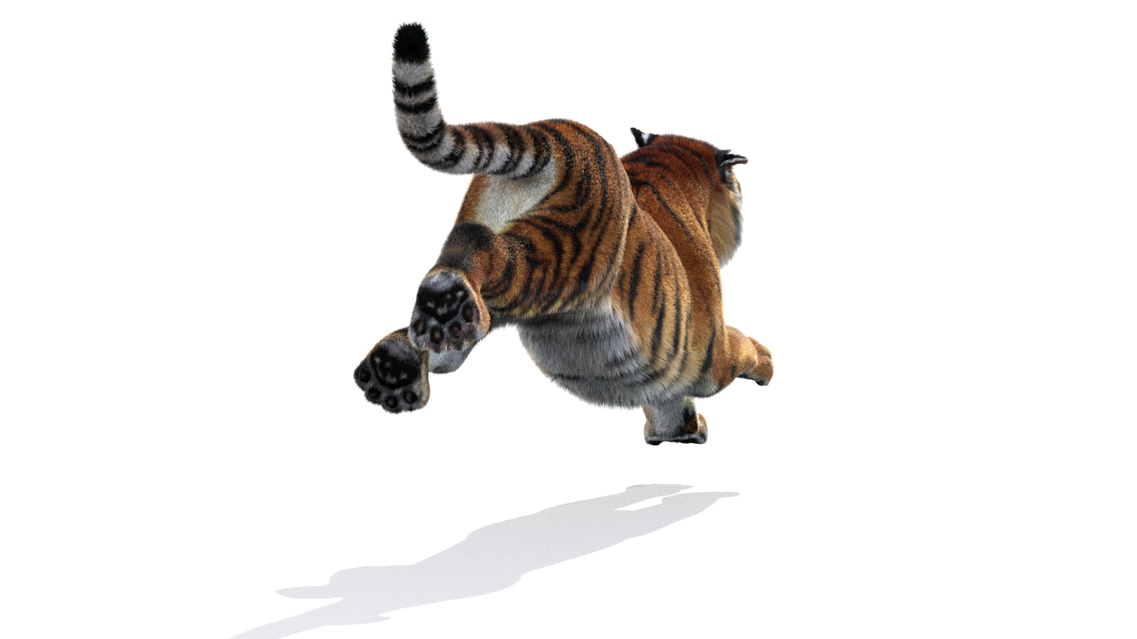 Rigged Tiger 3D Model Fur 360° view 3 frame 16