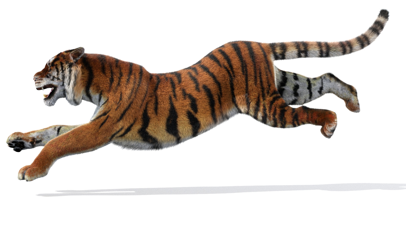 Rigged Tiger 3D Model Fur 360° view 3 frame 28