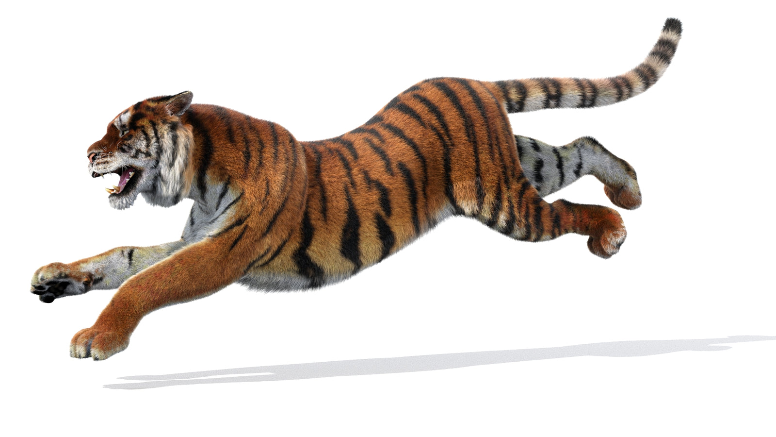 Rigged Tiger 3D Model Fur 360° view 3 frame 30
