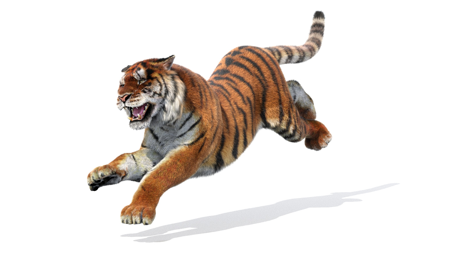 Rigged Tiger 3D Model Fur 360° view 3 frame 33