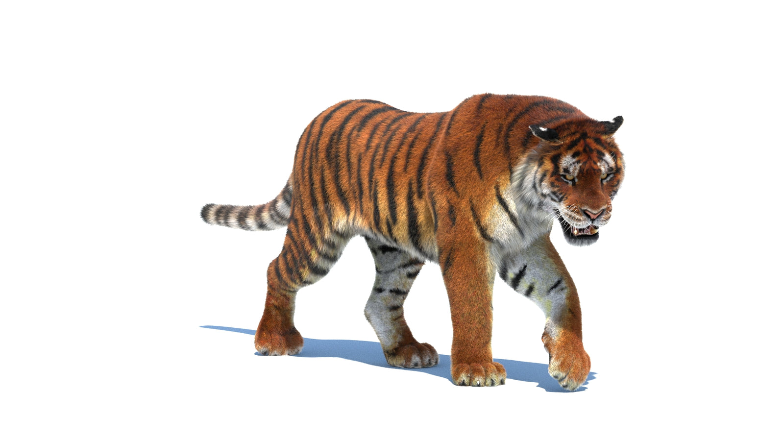 Rigged Tiger 3D Model Fur 360° view 2 frame 4