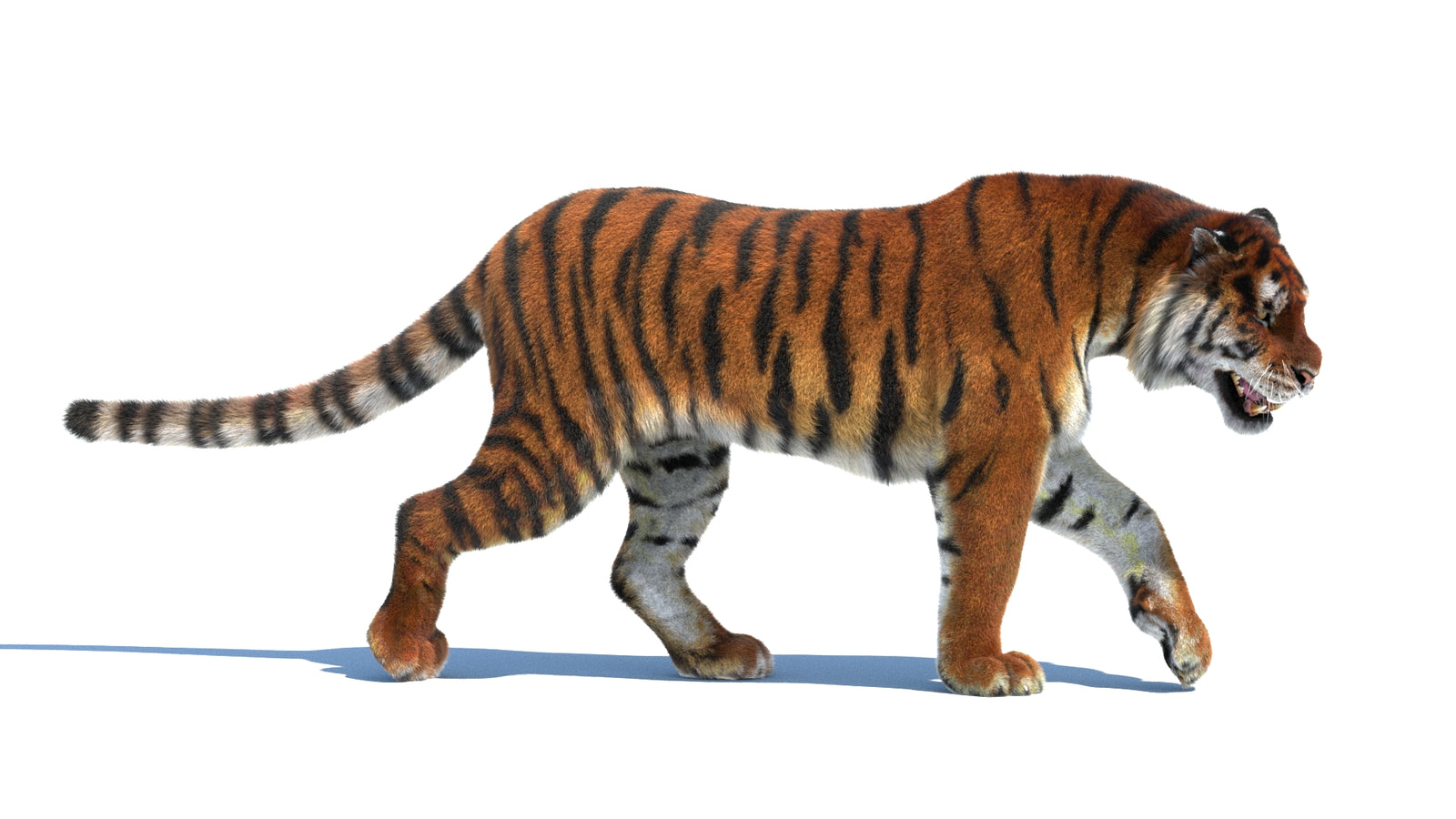 Rigged Tiger 3D Model Fur 360° view 2 frame 8