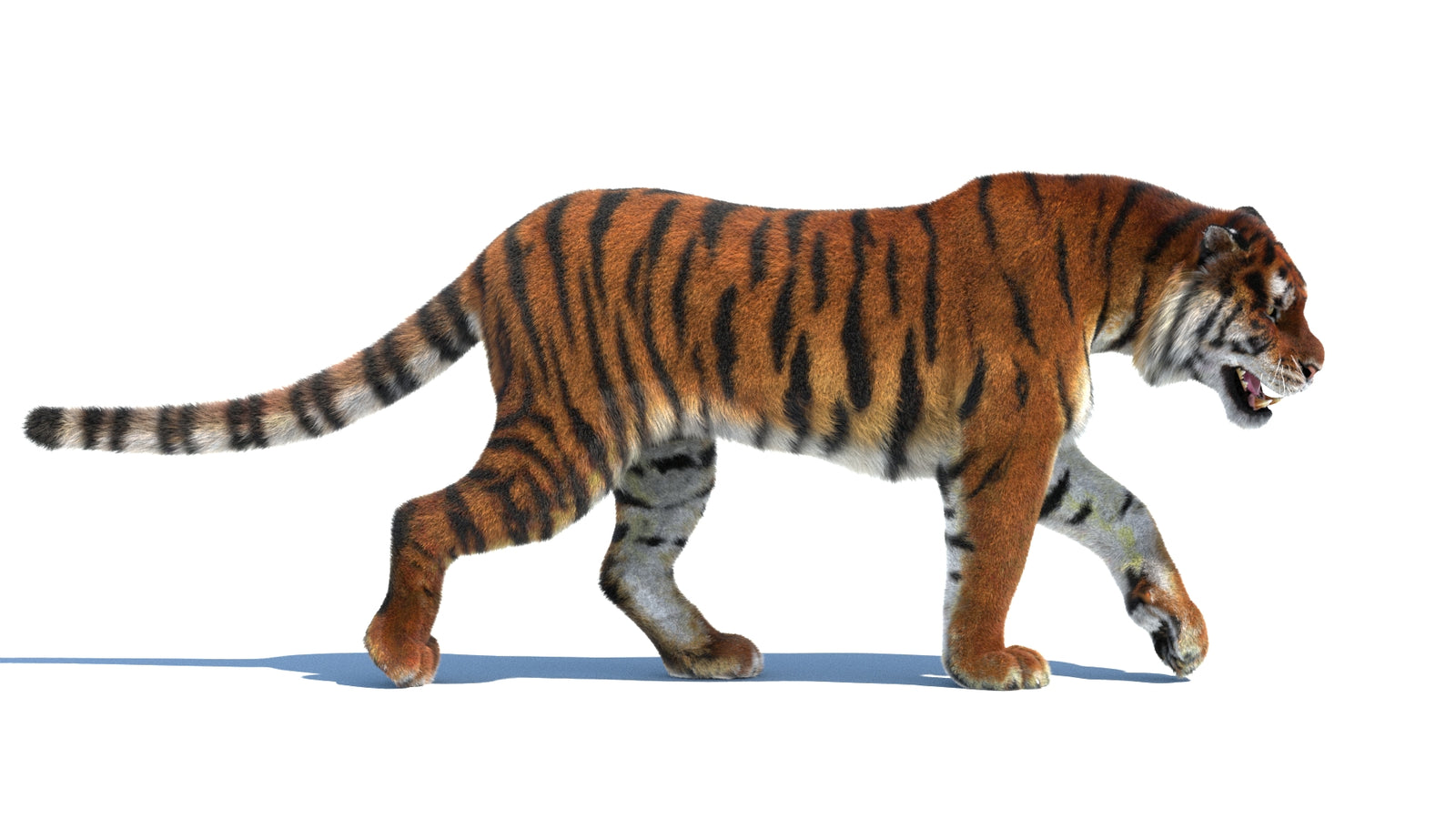 Rigged Tiger 3D Model Fur 360° view 2 frame 9