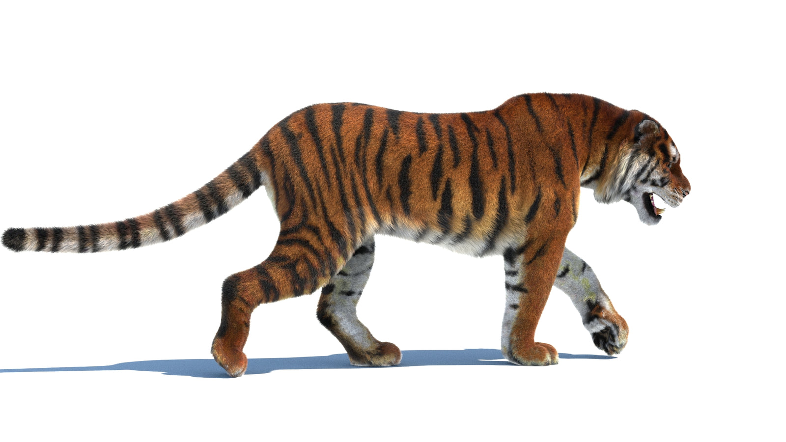 Rigged Tiger 3D Model Fur 360° view 2 frame 11