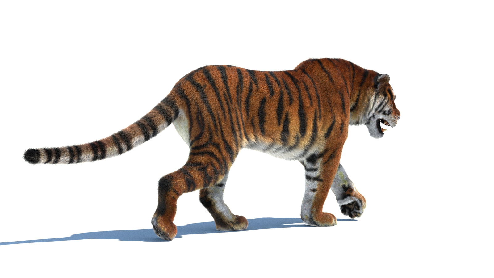 Rigged Tiger 3D Model Fur 360° view 2 frame 13