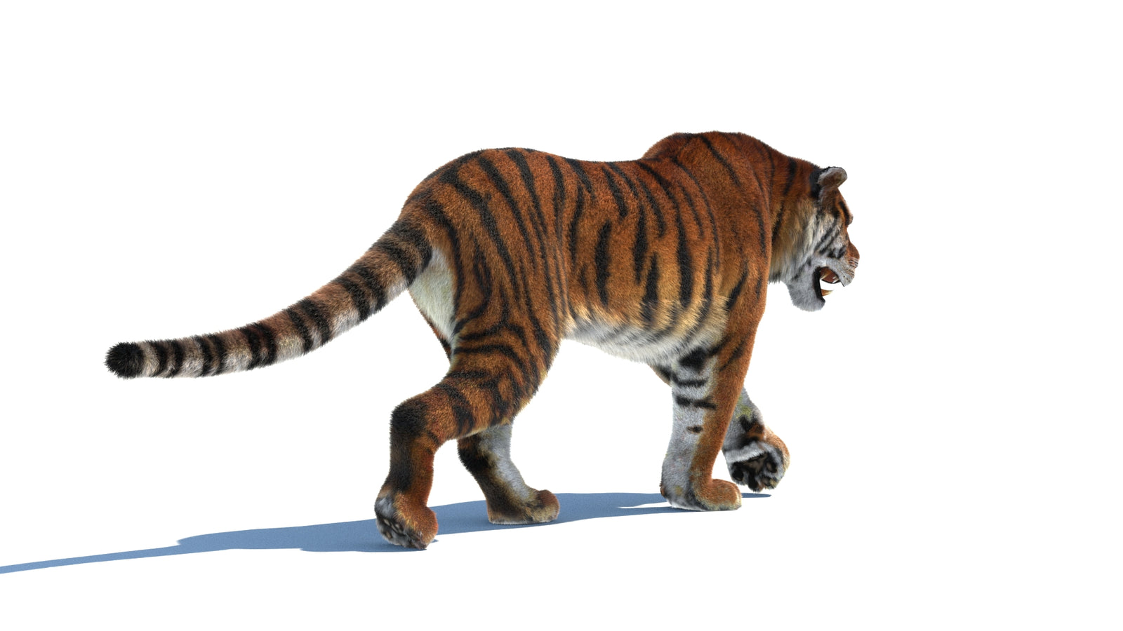 Rigged Tiger 3D Model Fur 360° view 2 frame 14