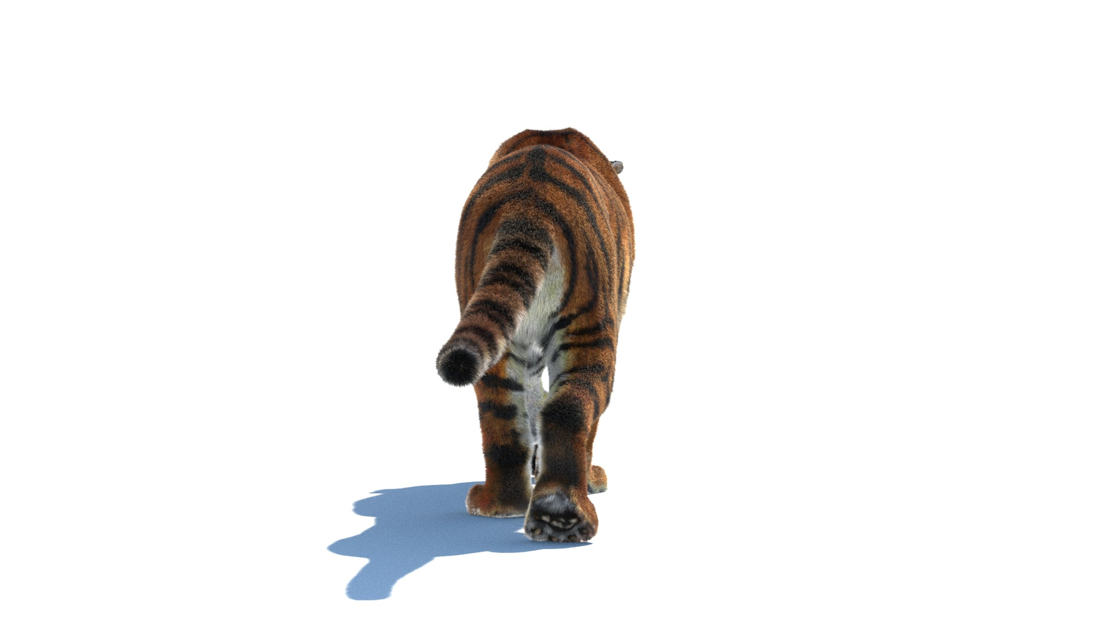 Rigged Tiger 3D Model Fur 360° view 2 frame 18