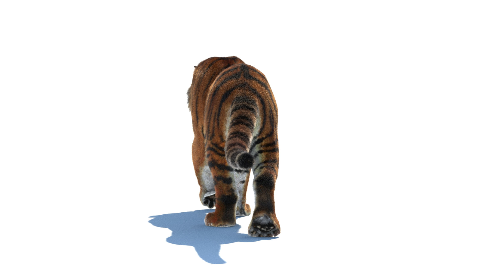 Rigged Tiger 3D Model Fur 360° view 2 frame 19