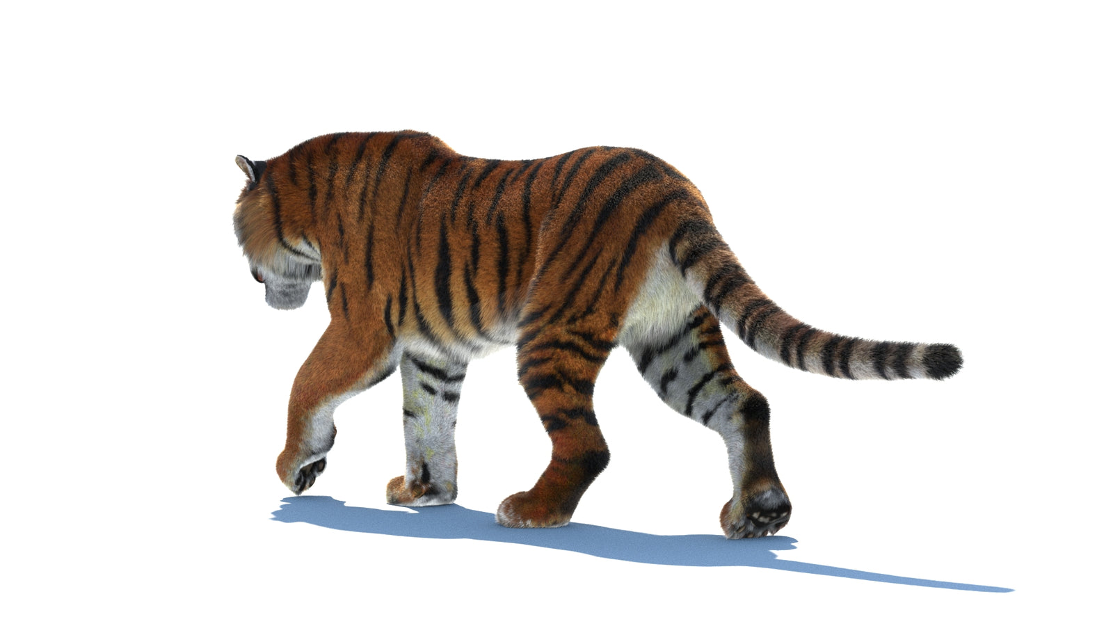Rigged Tiger 3D Model Fur 360° view 2 frame 23