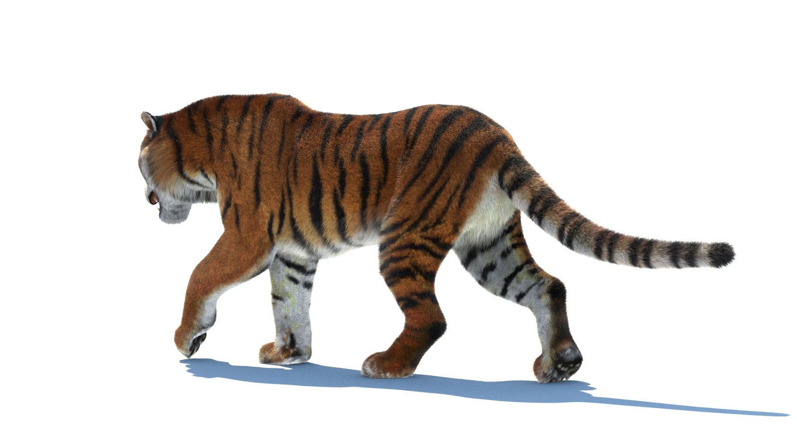 Rigged Tiger 3D Model Fur 360° view 2 frame 24