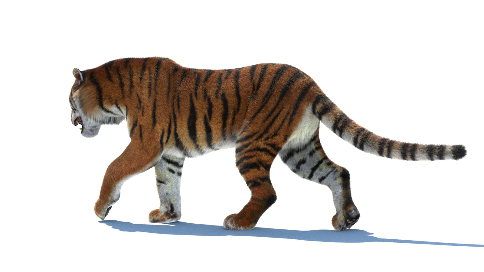 Rigged Tiger 3D Model Fur 360° view 2 frame 25