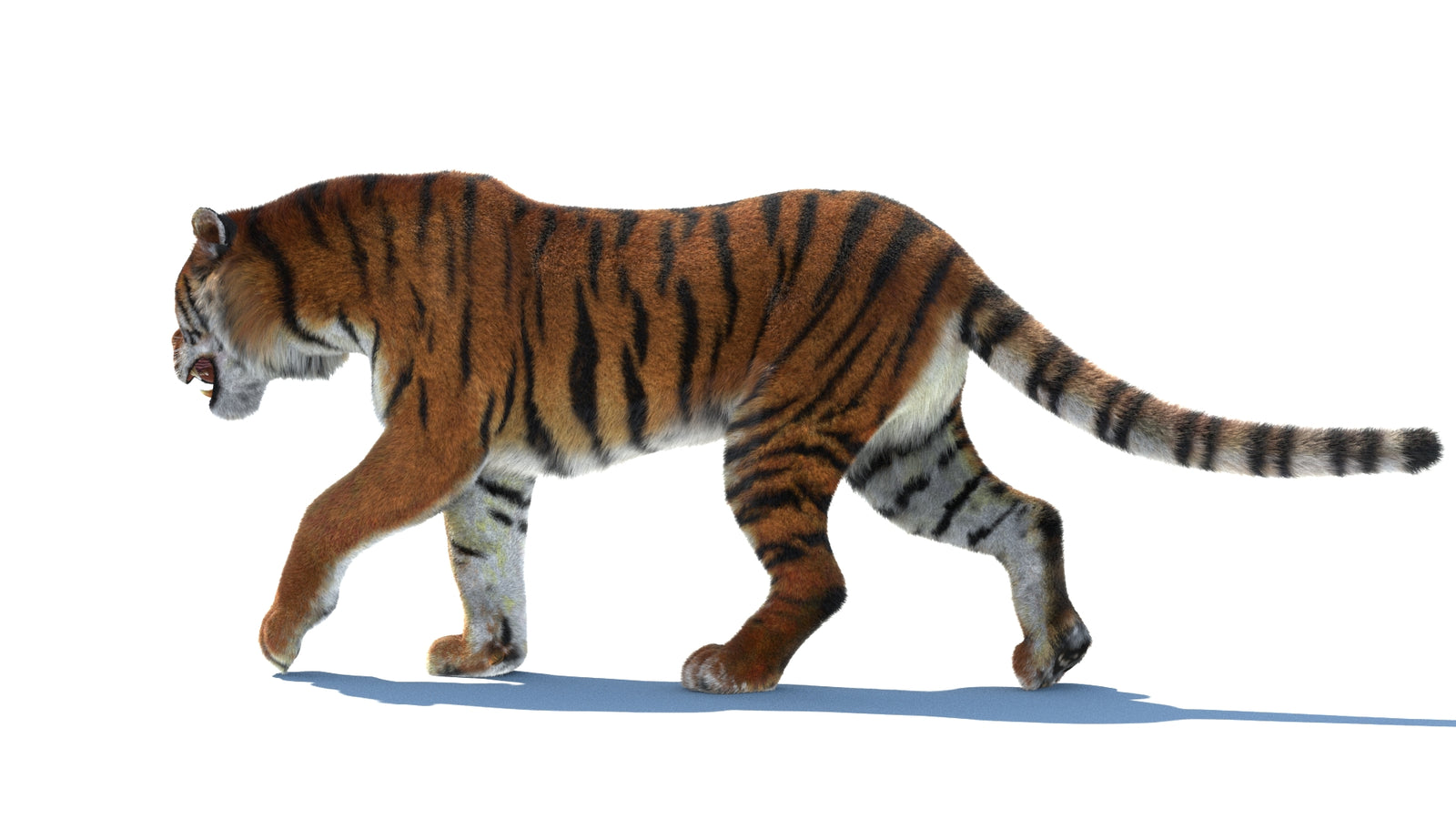 Rigged Tiger 3D Model Fur 360° view 2 frame 26