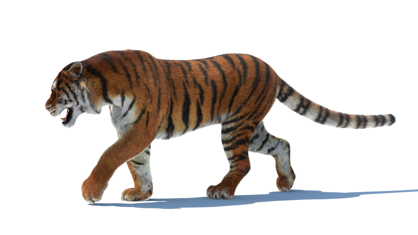 Rigged Tiger 3D Model Fur 360° view 2 frame 30