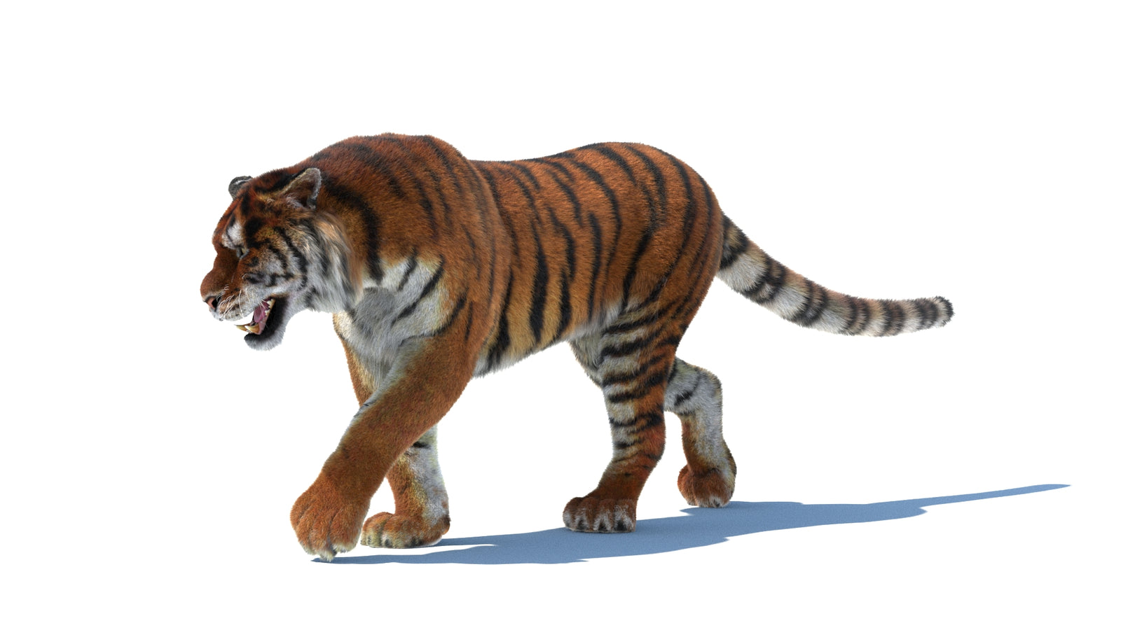 Rigged Tiger 3D Model Fur 360° view 2 frame 32