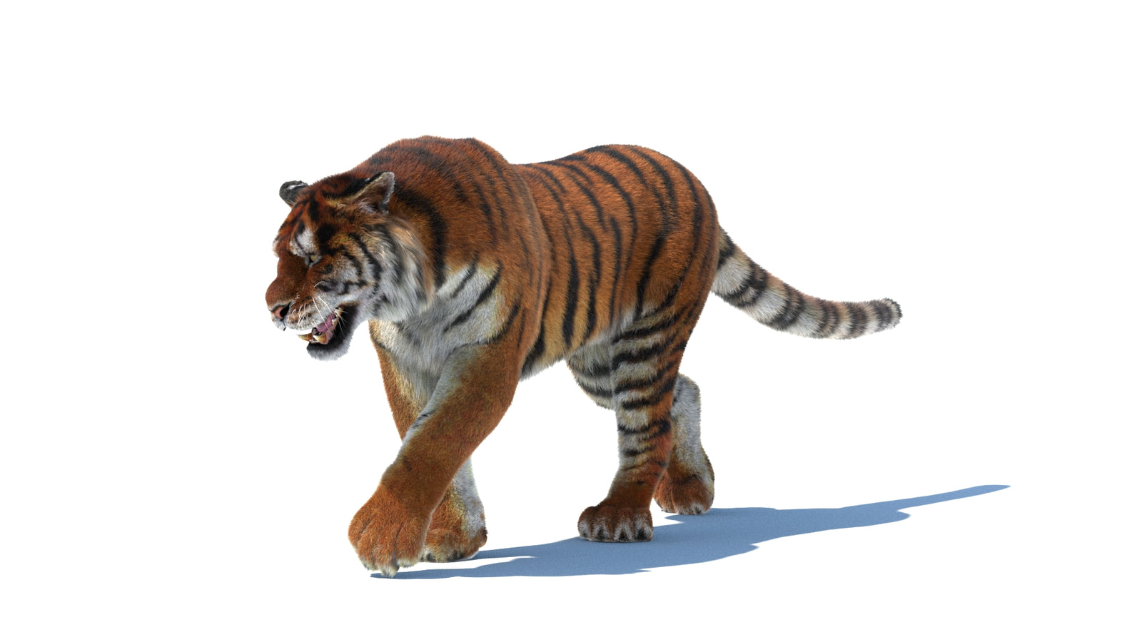 Rigged Tiger 3D Model Fur 360° view 2 frame 33