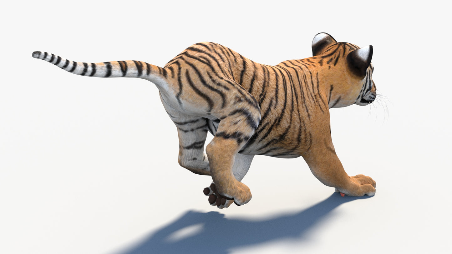 Rigged Tiger Cub 3D Model