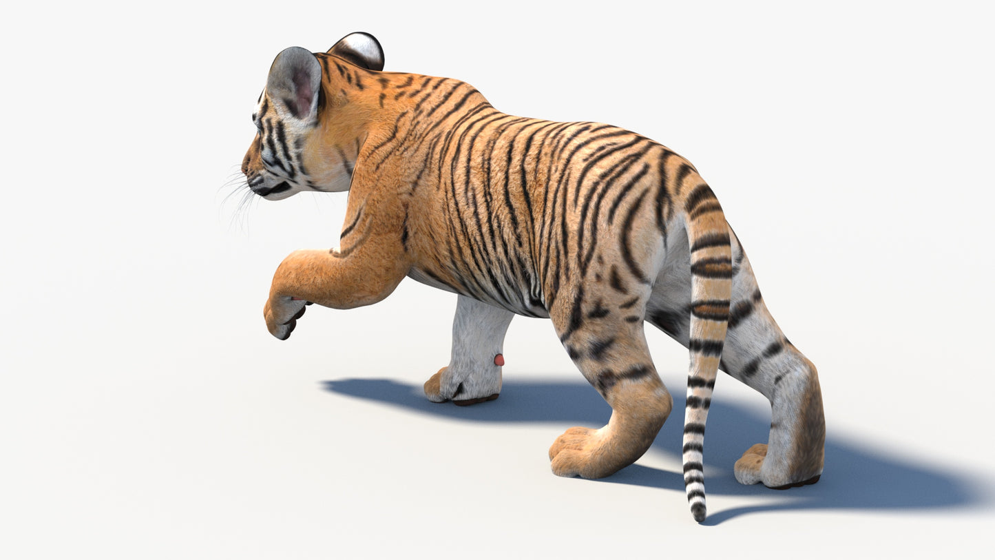 Rigged Tiger Cub 3D Model