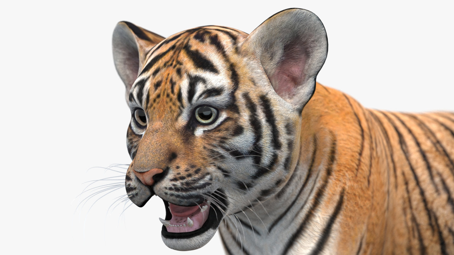 Rigged Tiger Cub 3D Model