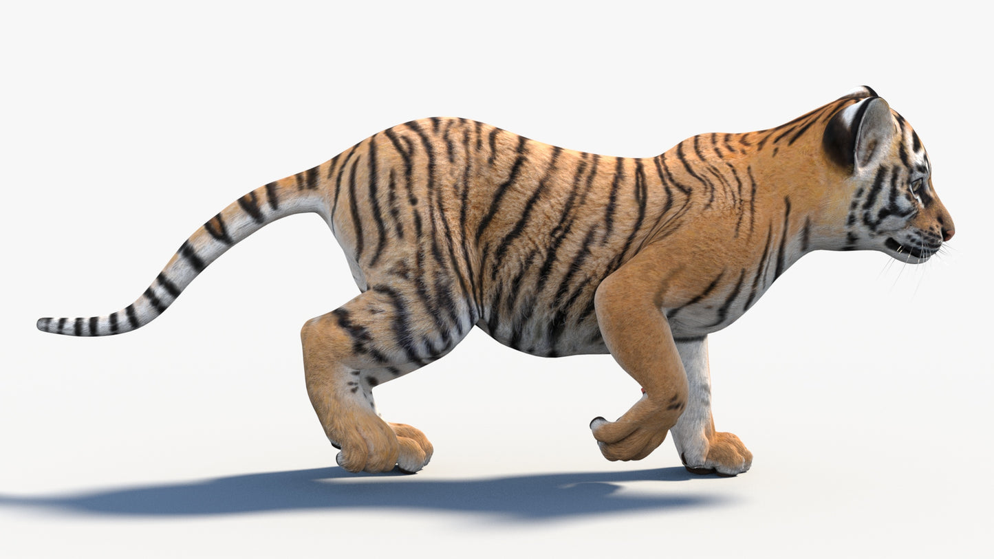 Rigged Tiger Cub 3D Model